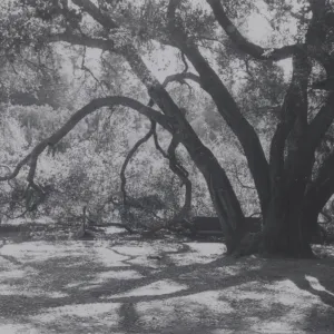 Meadow Oaks (Coastal Live Oak)