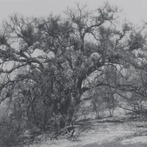 Quercus agrifolia (Coastal Live Oak), olive grove on the East Slope, after the Coyote Fire