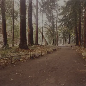Redwood Section