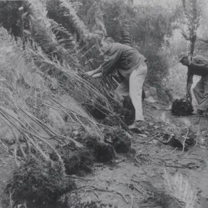 planting the Indian Steps slope, 1957