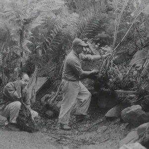 planting the Indian Steps slope, 1957