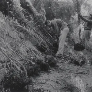 planting the Indian Steps slope, 1957