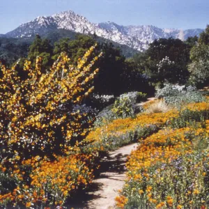 Porter Trail in bloom