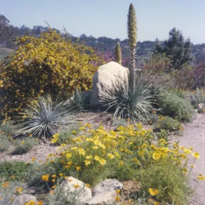 Porter Trail in bloom