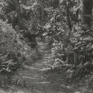 Canyon Trail