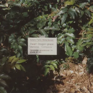Home Demonstration Garden