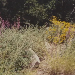 Home Demonstration Garden