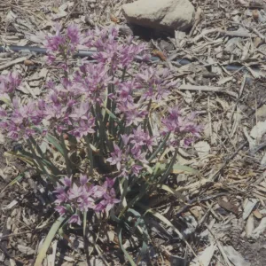 Home Demonstration Garden