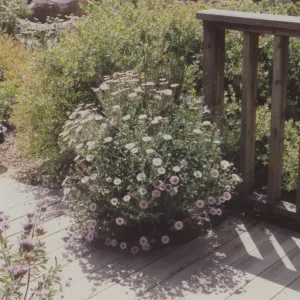 Home Demonstration Garden