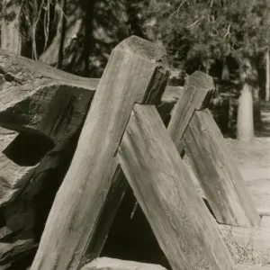 redwood bench prototype, Yosemite