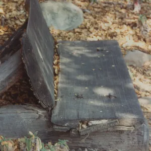 Irving and Mildred Haim Bench, 1979 (replaced in 1994, shared with Perkins)