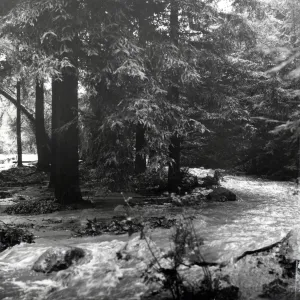 At the height of the flooding after the torrential rains, cascades of water flowed over the dam and raced through the Redwood Section