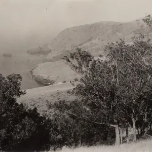 Lyonothamnus floribundus ssp. asplenifolius, Santa Cruz Island, Arch Rock in distance
