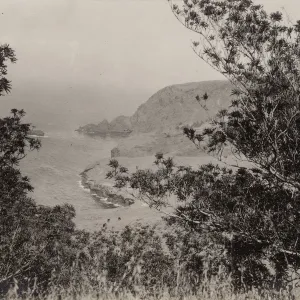 Lyonothamnus floribundus ssp. asplenifolius, Santa Cruz Island, Arch Rock in distance