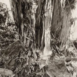 shreddy bark on trunk of Lyonothamnus floribundus ssp. asplenifolius, Santa Cruz Island