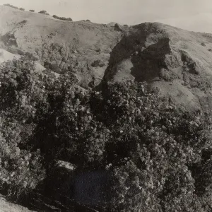 Lyonothamnus floribundus ssp. asplenifolius, north slope of Santa Cruz Island, west of Valdez Canyon