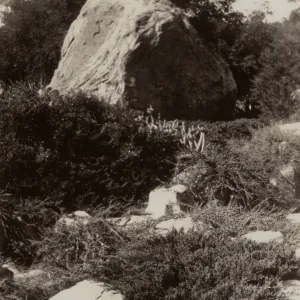 Blaksley Boulder, SBBG, circa 1933, 1930s