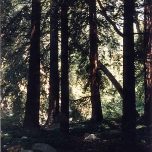 Redwood Section (Coast Redwood)