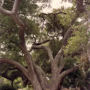 large branching oak (Coastal Live Oak) in center of open area, Meadow Oaks