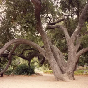 Meadow Oaks