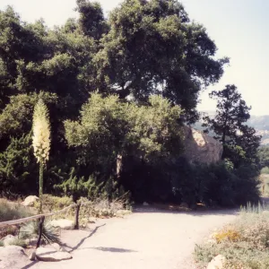 Meadow Area