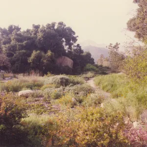 Meadow Area