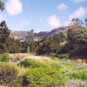 Meadow Area