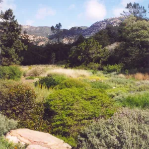 Meadow Area