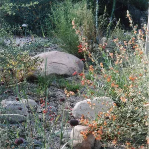 Desert Section, Sphaeralcea ambigua