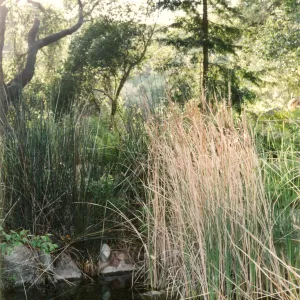 Typha, pond