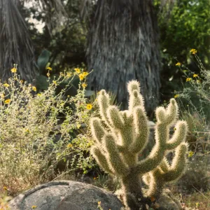 Opuntia biglovii, Desert Section