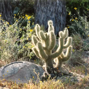 Opuntia biglovii, Desert Section