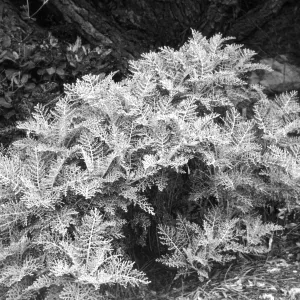 2014 AAM Accreditation Self-Study Documentation: Eriophyllum nevinii (silver-lace)