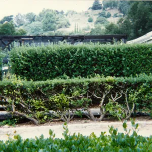 Garden Growers Nursery in late 1990s to early 2000s