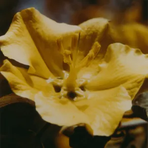 Fremontodendron 'California Glory'