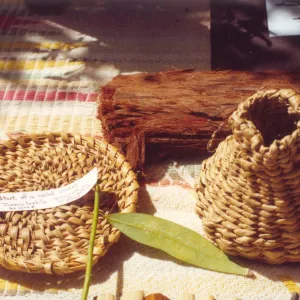 Chumash Indians - Santa Ynez & Los Angeles, 2 photos used in SBBG Annual Report 1971, start of a coiled basket, Juncus textilis as wrap, Juncus effusus as foundation rods