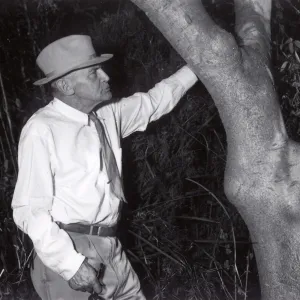 Peter Riedel with a florishing specimen of the rare Conzattia arborea introduced and planted by Francesco Franceschi at â€œMontariosoâ€