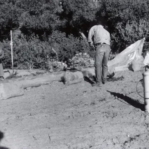 Miscellaneous Ground Work, members of the grounds crew spread a plastic tarp and weight down its edges preparatory to releasing Methyl Bromide gas beneath it, Fall, 1954