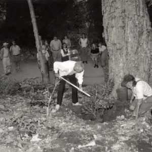 Men's Garden Club member helps plant a western azalea (Rhododendron occidentale) as an addition to the Redwood Slope project.