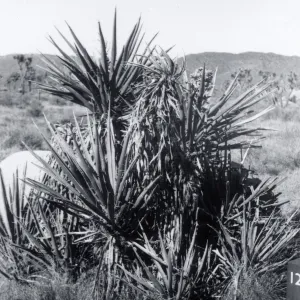 Black and white photograph of large bush in desert landscape.