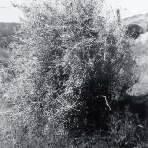 Black and white photograph of bush.