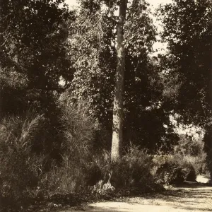 Black and white photograph of wooded trailside.
