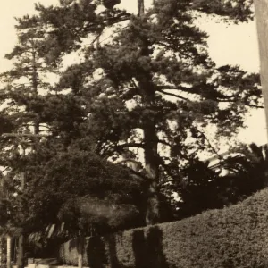 Black and white photograph of tall tree on roadside.