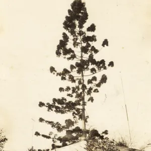 Black and white photograph of tall tree behind building.