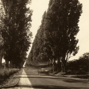 Black and white photograph of two lines of tall trees on either side of road with car driving past.