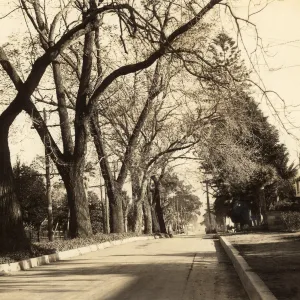 Black and white photograph of trees along city street with houses on right side.