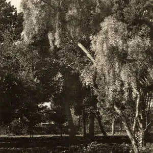 Black and white photograph of trees.