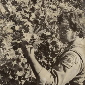 Black and white photograph of a man examining a wild grapevine.