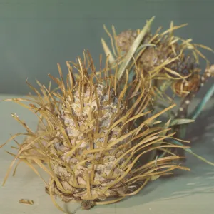 Abies bracteata cone