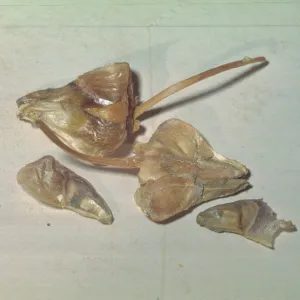 Abies bracteata, bracts and seeds